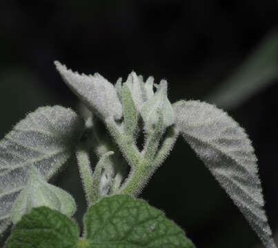 Image of Abutilon dugesii S. Wats