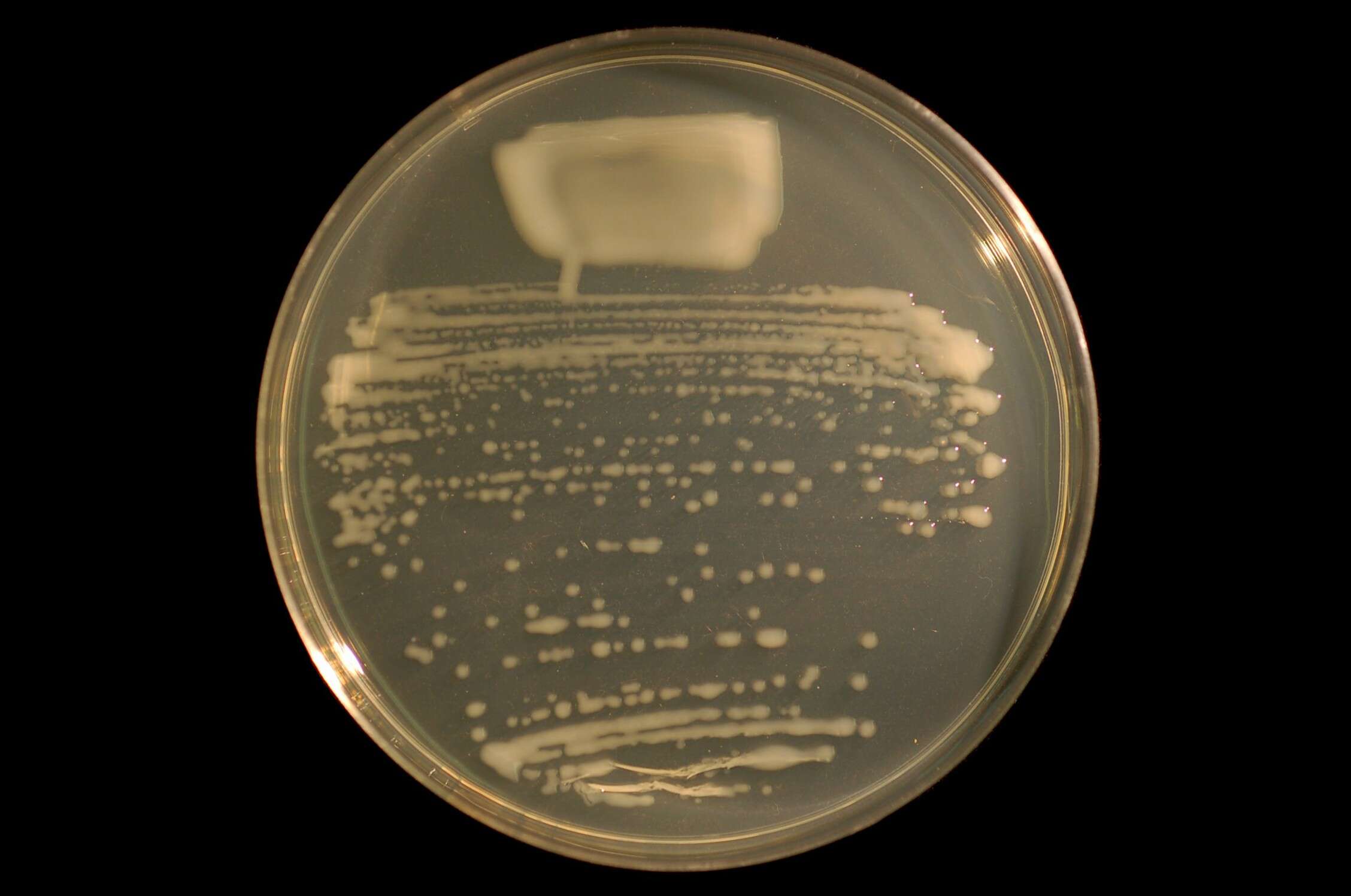 صورة Mesorhizobium loti