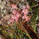 Image of Salmon sun orchid