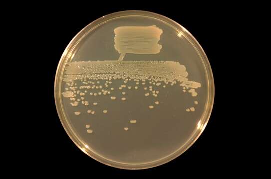 Image of Pseudomonas fluorescens