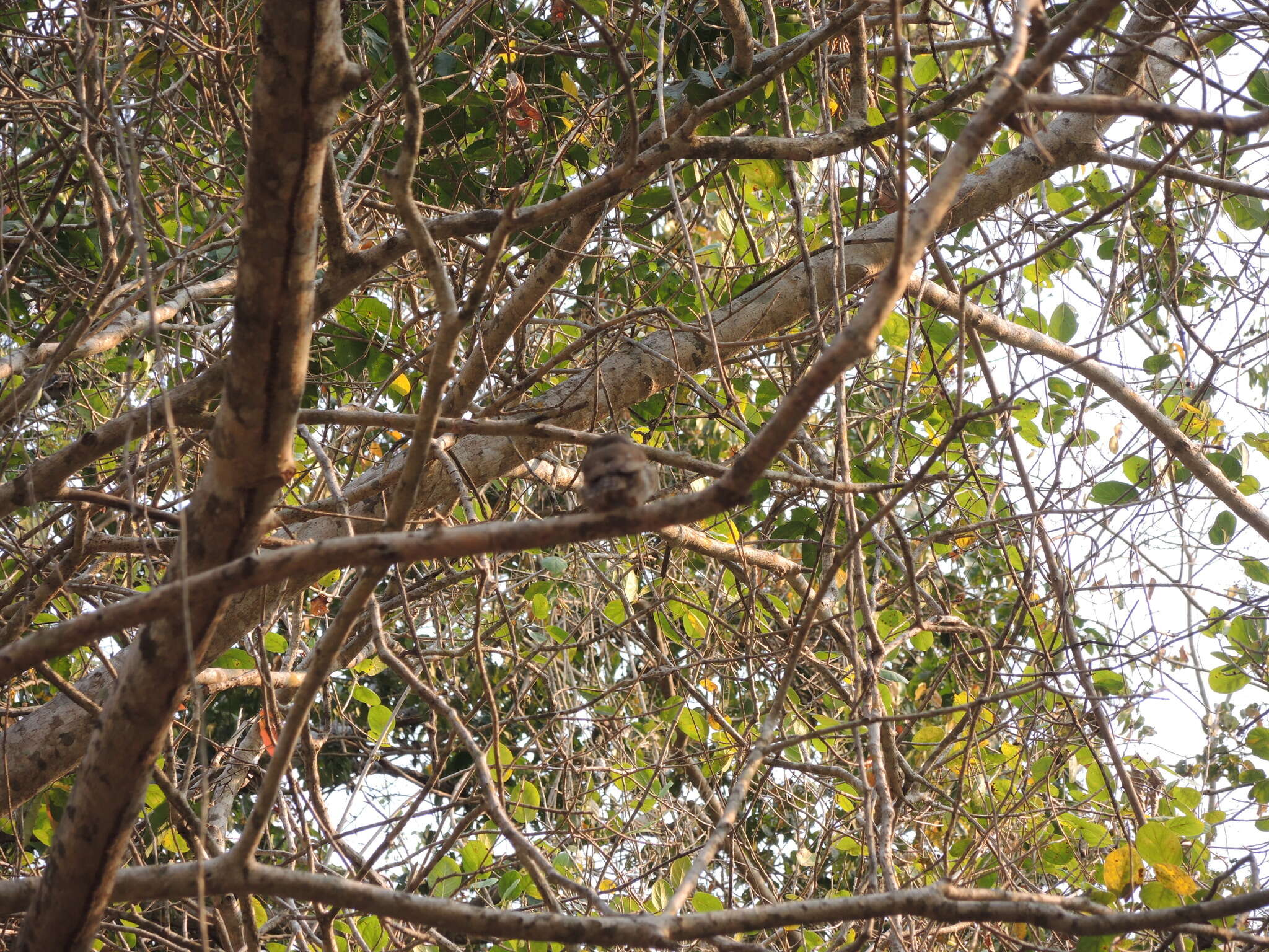 Image of Colima Pygmy Owl