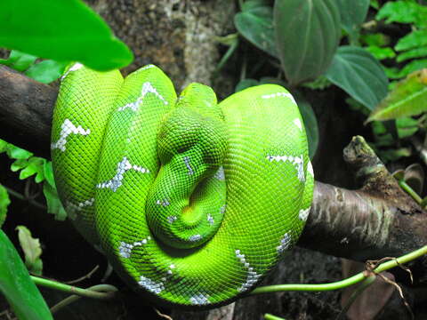 Image of Emerald Tree Boa