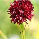 Image of Black Vanilla Orchid