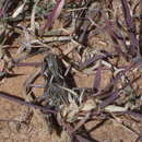 Image of Four-spotted Grasshopper