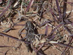 Image of Four-spotted Grasshopper