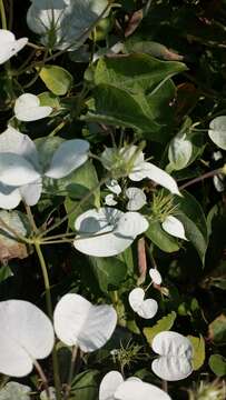 Image of Paederia farinosa (Baker) Puff