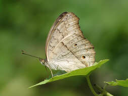 Plancia ëd Junonia atlites Linnaeus 1763