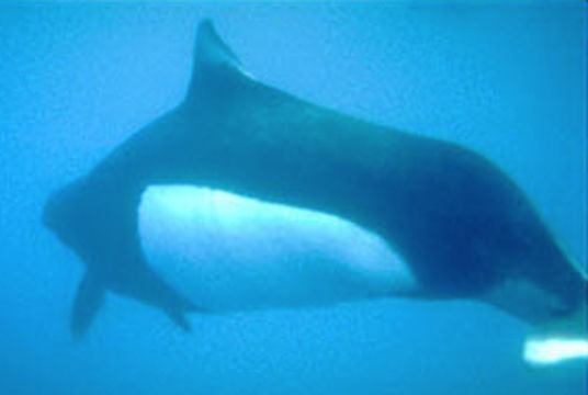 Image of Dall's Porpoise