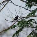 Image of White-shouldered Black Tit