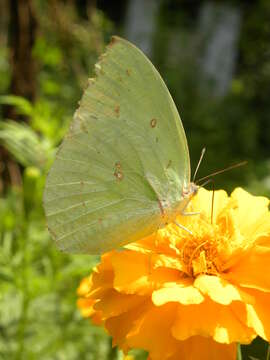 Image of Catopsilia pyranthe (Linnaeus 1758)