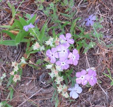 Imagem de Phlox glabriflora (Brand) Whitehouse