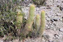 Imagem de Echinopsis camarguensis (Cárdenas) H. Friedrich & G. D. Rowley