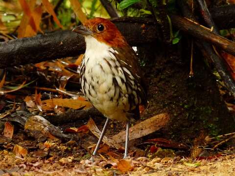 Image of Chestnut-crowned Antpitta