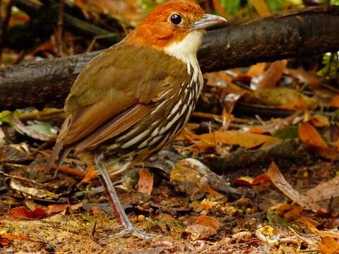 Image of Chestnut-crowned Antpitta