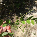 Image of shining false indigo