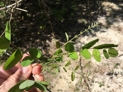 Image of shining false indigo