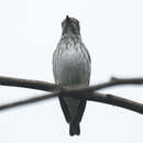 Image of Gray-streaked Flycatcher