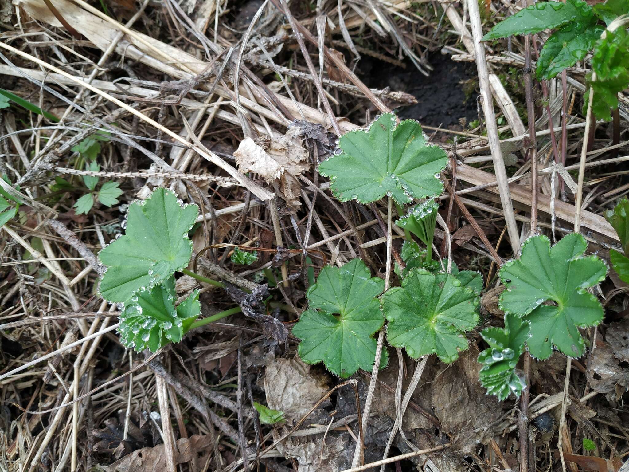 Image of Alchemilla baltica Sam. ex Juz.