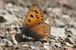 Image de Lycaena asabinus (Herrich-Schäffer (1851))