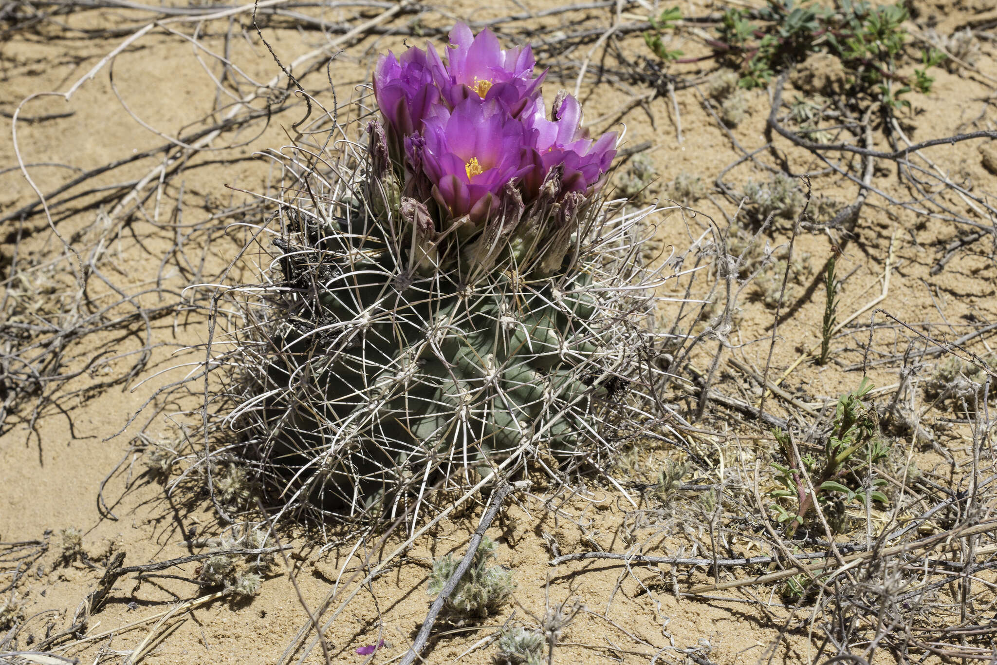 Plancia ëd Sclerocactus cloverae K. D. Heil & J. M. Porter