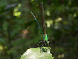 Image of Vestalis gracilis (Rambur 1842)