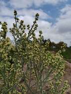 Image of Baccharis articulata (Lam.) Pers.