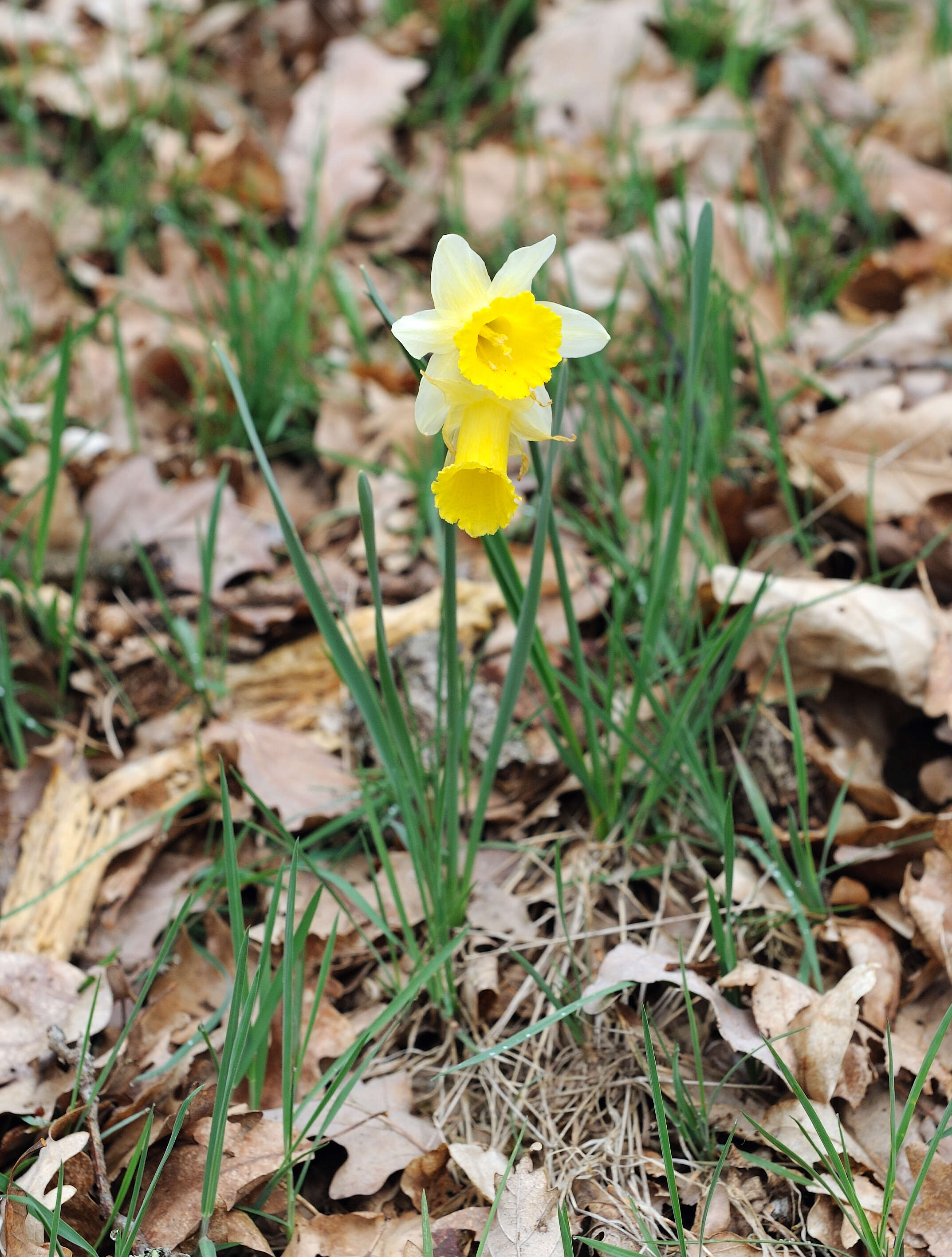 Image of daffodil