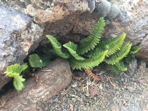 Image de Polystichum scopulinum (D. C. Eat.) Maxon