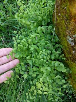 Image of California maidenhair