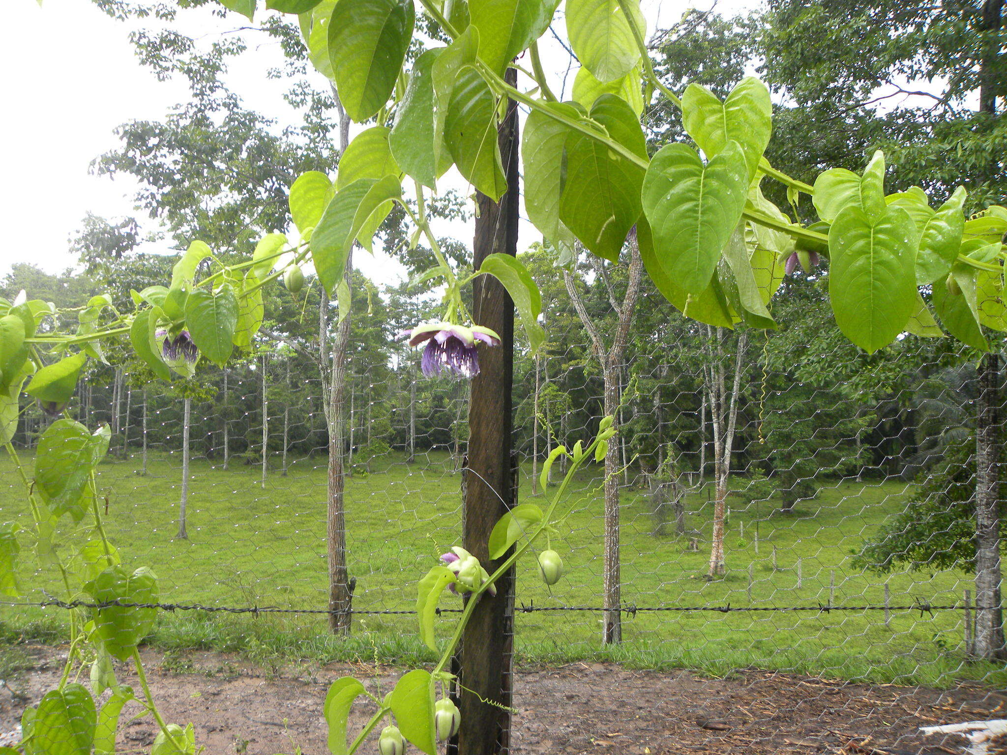 Plancia ëd Passiflora quadrangularis L.