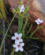 Image of Adenandra brachyphylla Schltdl.