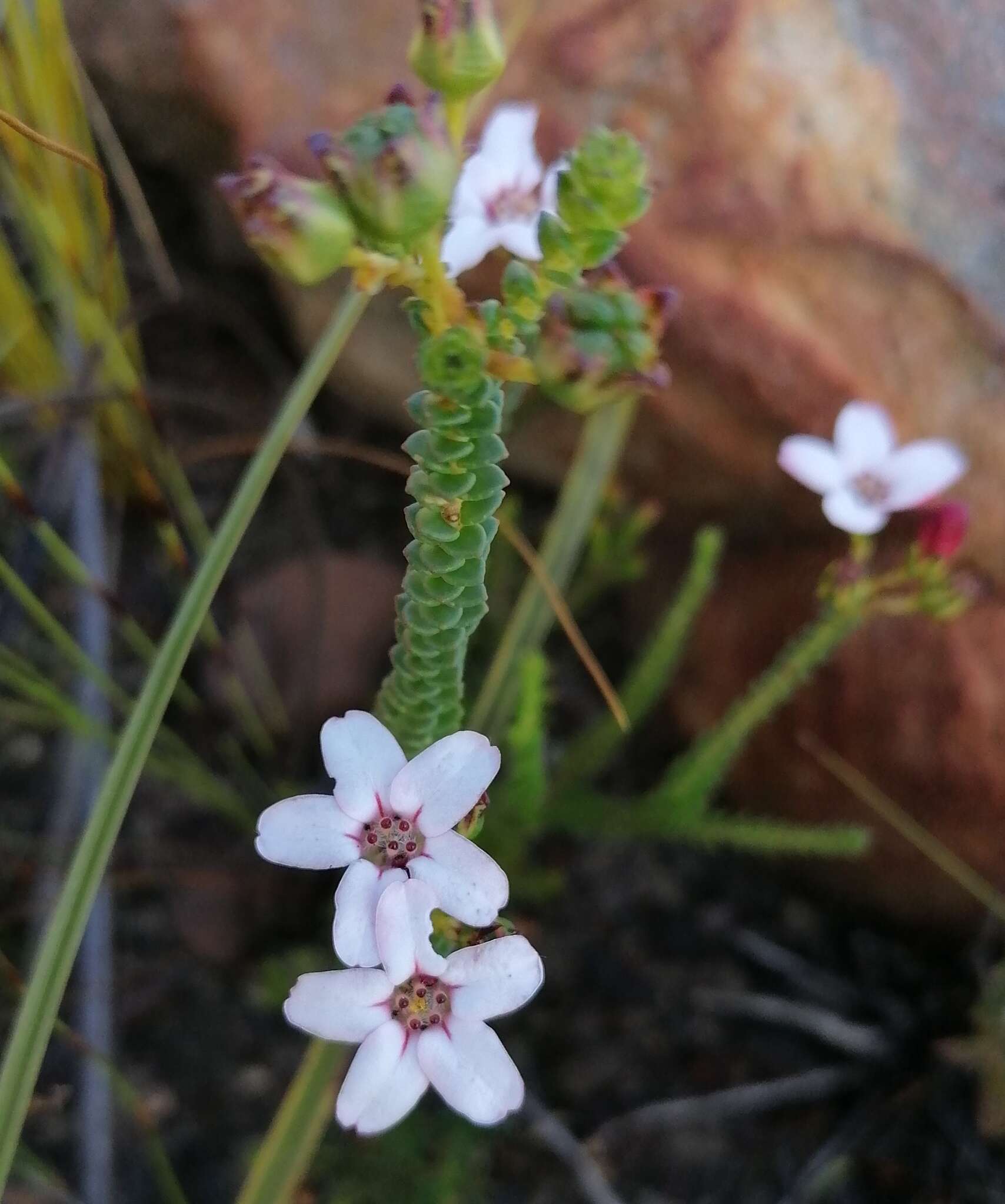 Image of Adenandra brachyphylla Schltdl.