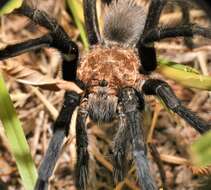 Image of Aphonopelma armada (Chamberlin 1940)