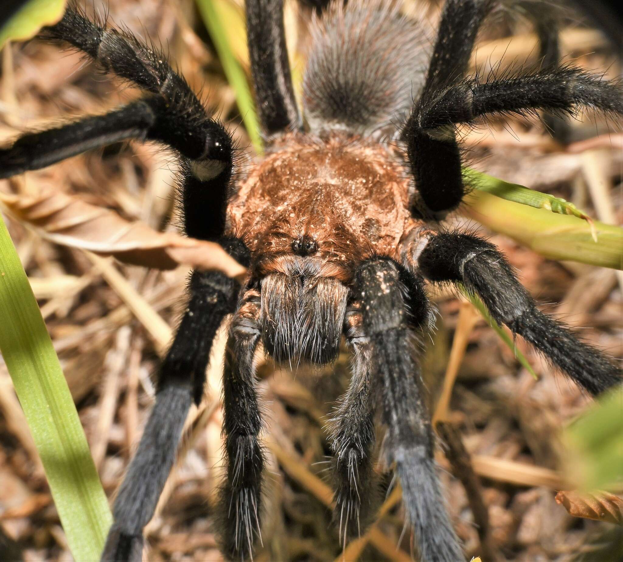 Aphonopelma armada Chamberlin 1940 media Encyclopedia of Life