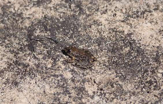 Image of Australian Cross-banded Treefrog