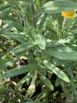 Pulicaria scabra (Thunb.) Druce resmi