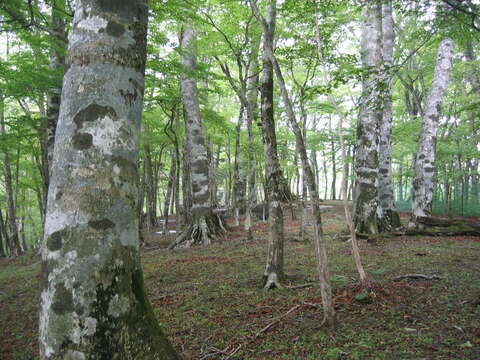 Image de Fagus crenata Blume