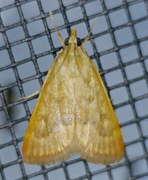 Image of Garden Webworm Moth