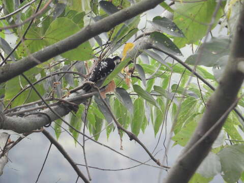 Image of Grey-capped Pygmy Woodpecker