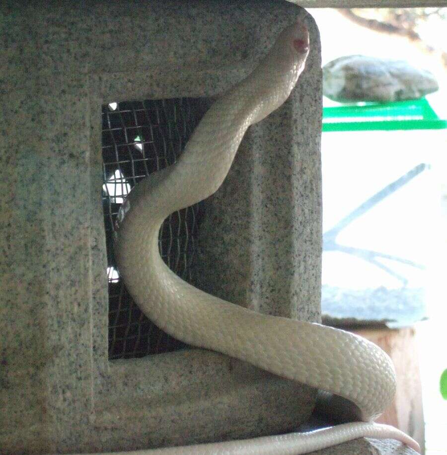 Image of Japanese Rat Snake