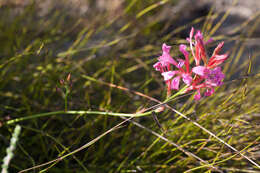 Image of Tritoniopsis ramosa var. ramosa