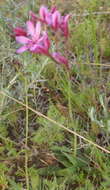 Freesia verrucosa (B. Vogel) Goldblatt & J. C. Manning resmi