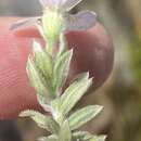 Sivun Thaminophyllum latifolium P. Bond kuva