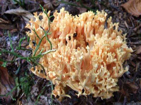 Ramaria formosa (Pers.) Quél. 1888 resmi