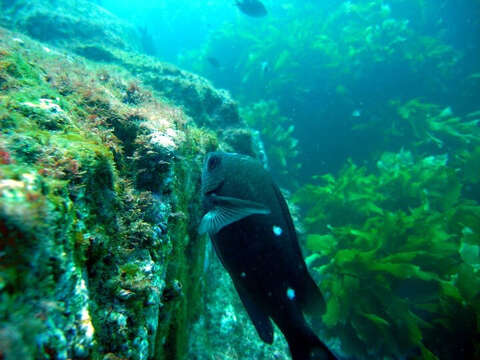 صورة Chromis dispilus Griffin 1923