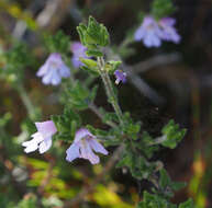 Imagem de Prostanthera densa A. A. Ham.