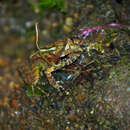 Image of Chiriboga robber frog