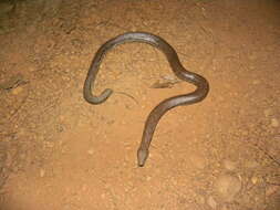 Image of Northern Rubber Boa