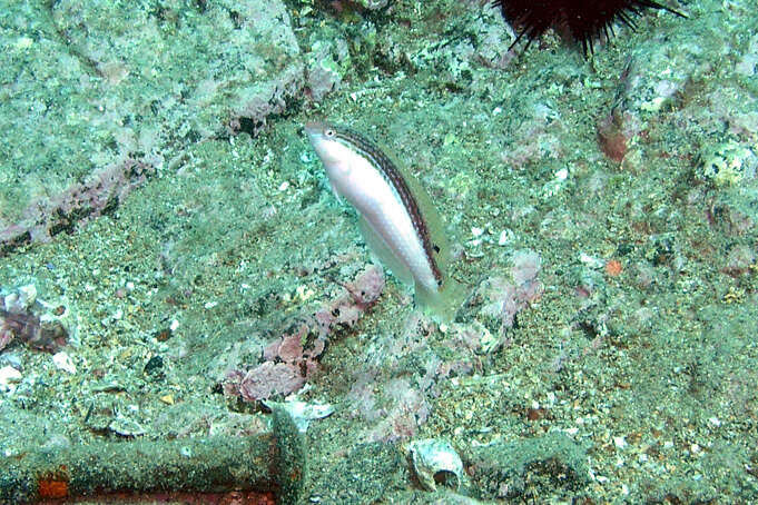 Image of Rainbow Slender Wrasse