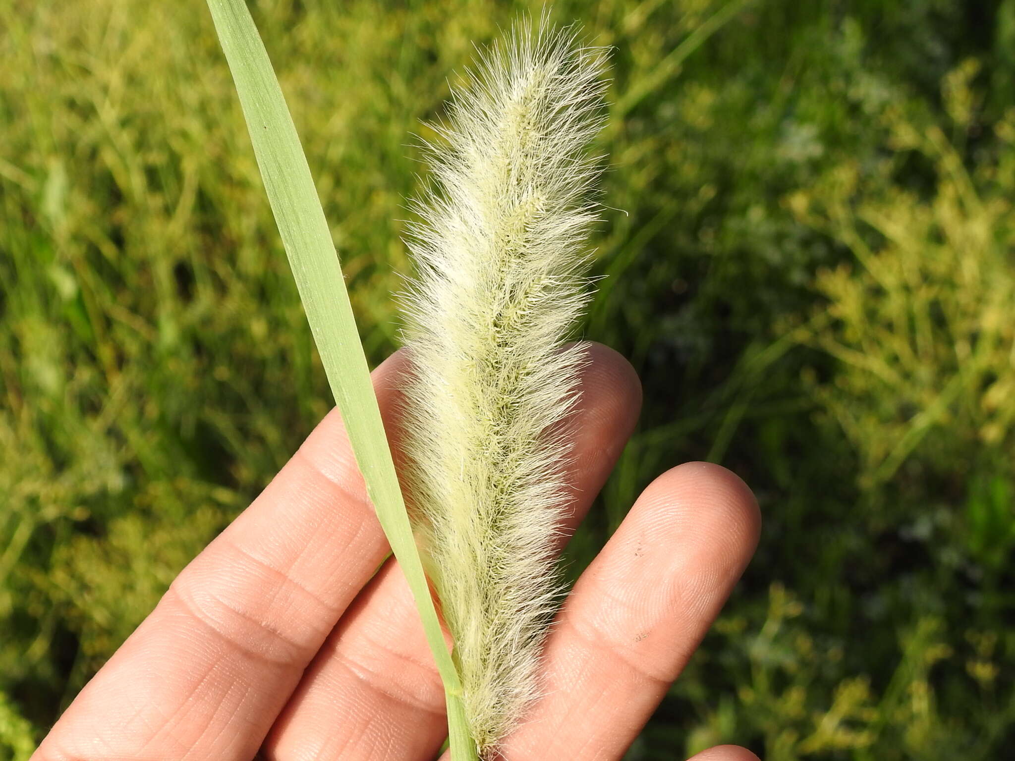 Слика од Polypogon monspeliensis (L.) Desf.